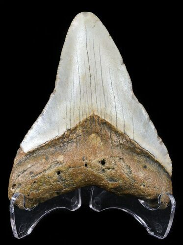 Bargain, Megalodon Tooth - North Carolina #54757